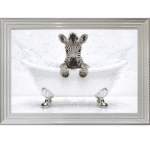 Baby Zebra in the Bath - Framed Picture