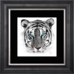 White Tiger - Framed Wall Art by Patrice Murciano