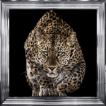 Cheetah Wall Art