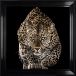 Cheetah Wall Art
