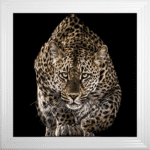 Cheetah Wall Art
