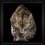 Cheetah Wall Art