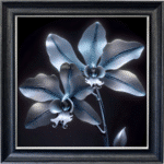 Steel Orchids - Framed Wall Art