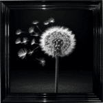 Dandelion Black background left - Framed wall art