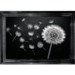 Dandelion and Seeds blowing left - Framed wall art