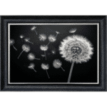 Dandelion and Seeds blowing left - Framed wall art