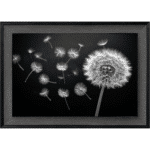 Dandelion and Seeds blowing left - Framed wall art