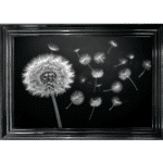 Dandelion and Seeds blowing right - Framed wall art