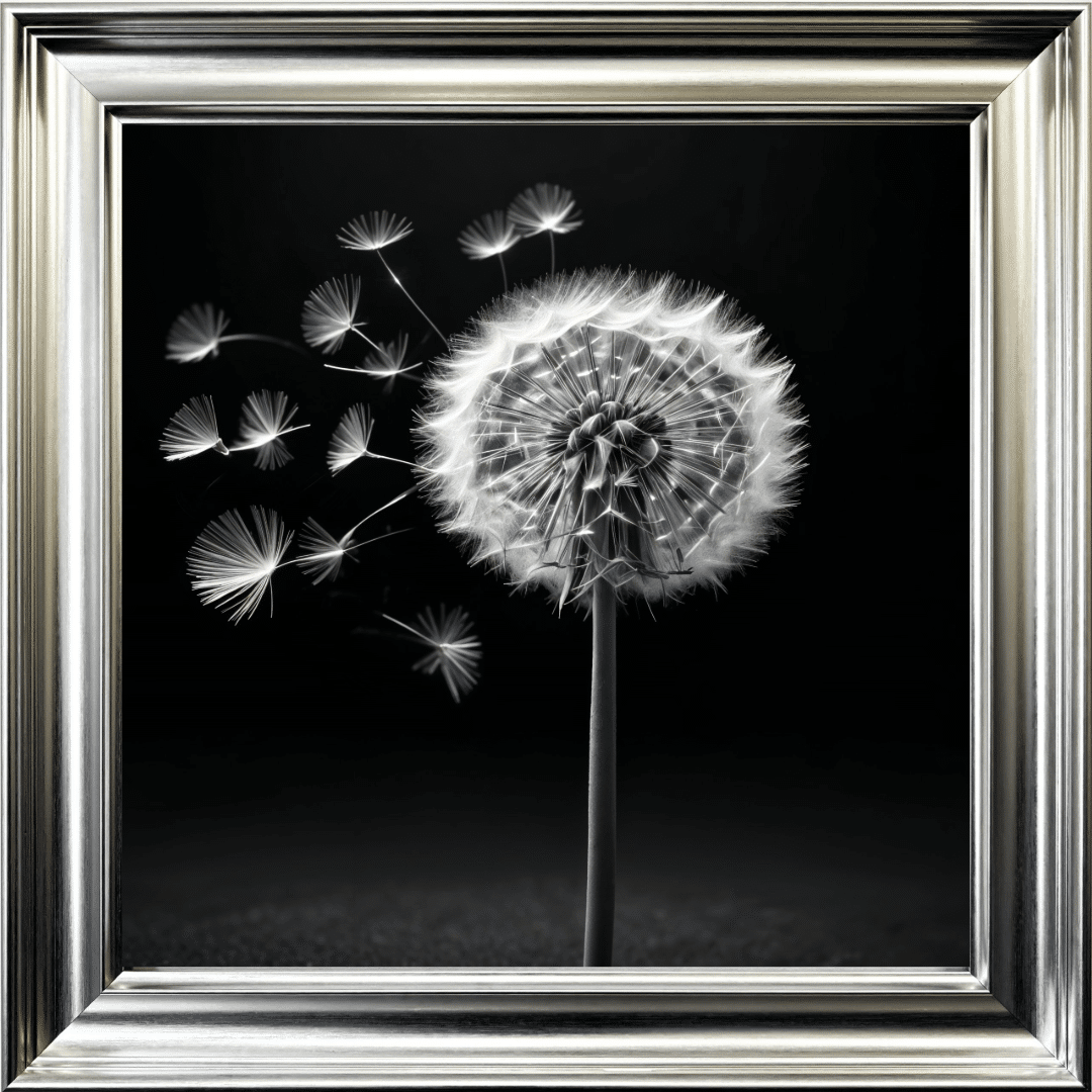 Untitled (7) Dandelion Black background left - Framed wall art