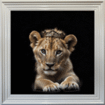 Royal Lioness Cub - Framed Picture