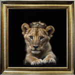 Royal Lioness Cub - Framed Picture