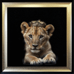 Royal Lioness Cub - Framed Picture